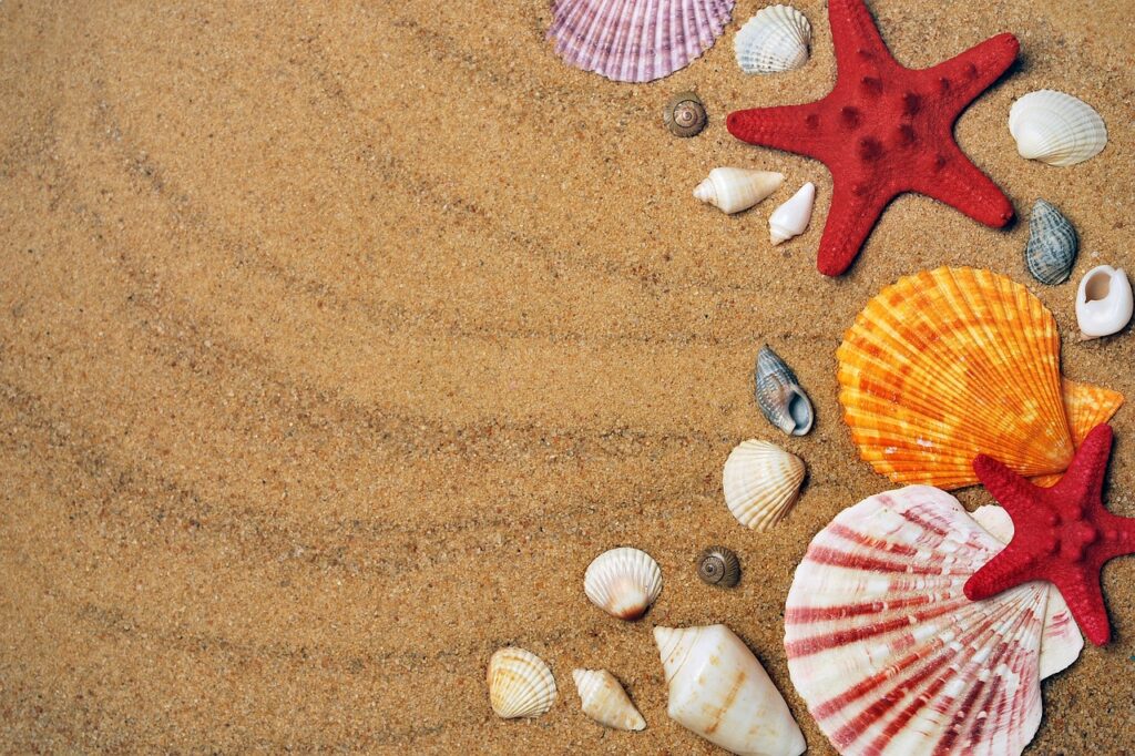 Can I Find Seashells On The Beach In Cocoa Beach? Can I Find Seashells On The Beach In Cocoa Beach?