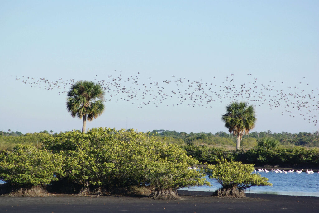 Exploring Wildlife and Nature Reserves near Cocoa Beach