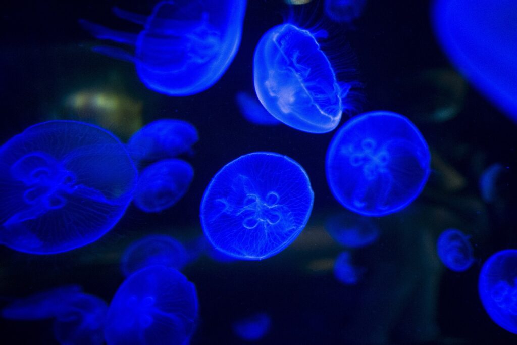 Is It True That I Can See Bioluminescent Plankton In The Water At Night at Cocoa Beach? Is It True That I Can See Bioluminescent Plankton In The Water At Night at Cocoa Beach?